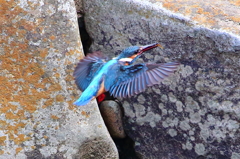 カワセミ　⑦　７月７日