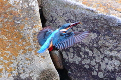 カワセミ　⑦　７月７日