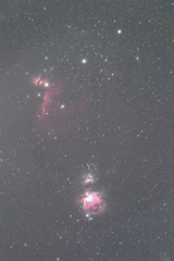 オリオン　馬頭星雲　燃える木