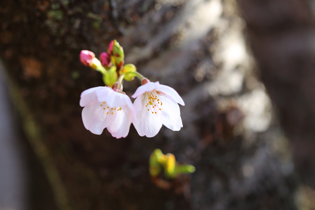 仲良し姉妹桜