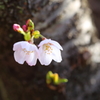 仲良し姉妹桜