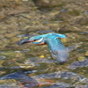 カワセミ140323-3
