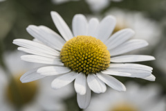 マクロ練習　花