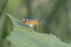 マクロ練習　昆虫