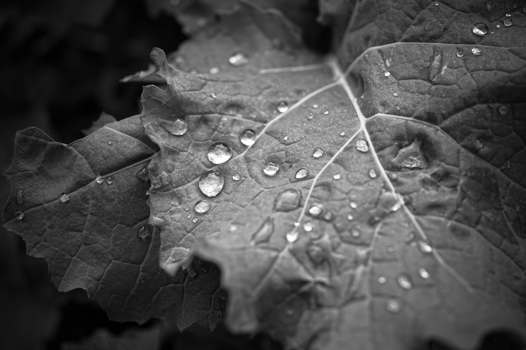 雨上がり