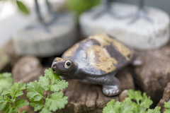 カメさん