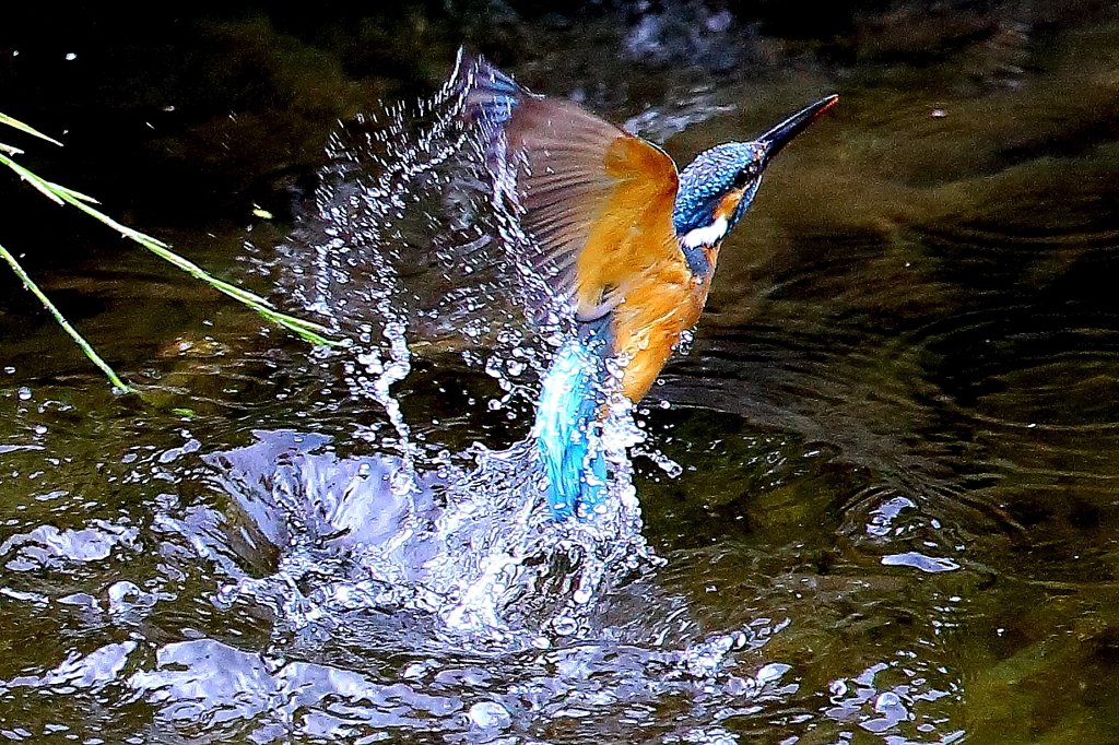 カワセミ