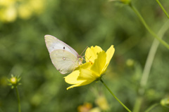 昭和記念公園　コスモスその2