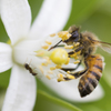 蟻とみかんの花と蜜蜂