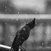 雨中烏