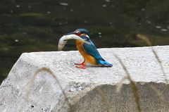 カワセミ　③　７月７日