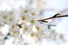 野毛山公園の桜