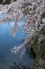 城壁の桜