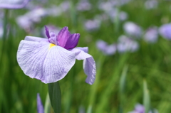 ５月