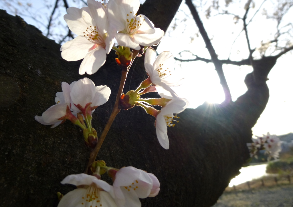 夕日に映えて（若桜花）