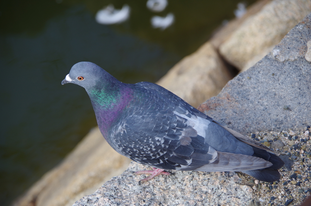 IMGP0291