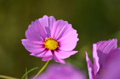 一輪の秋桜