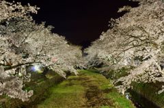 夜桜