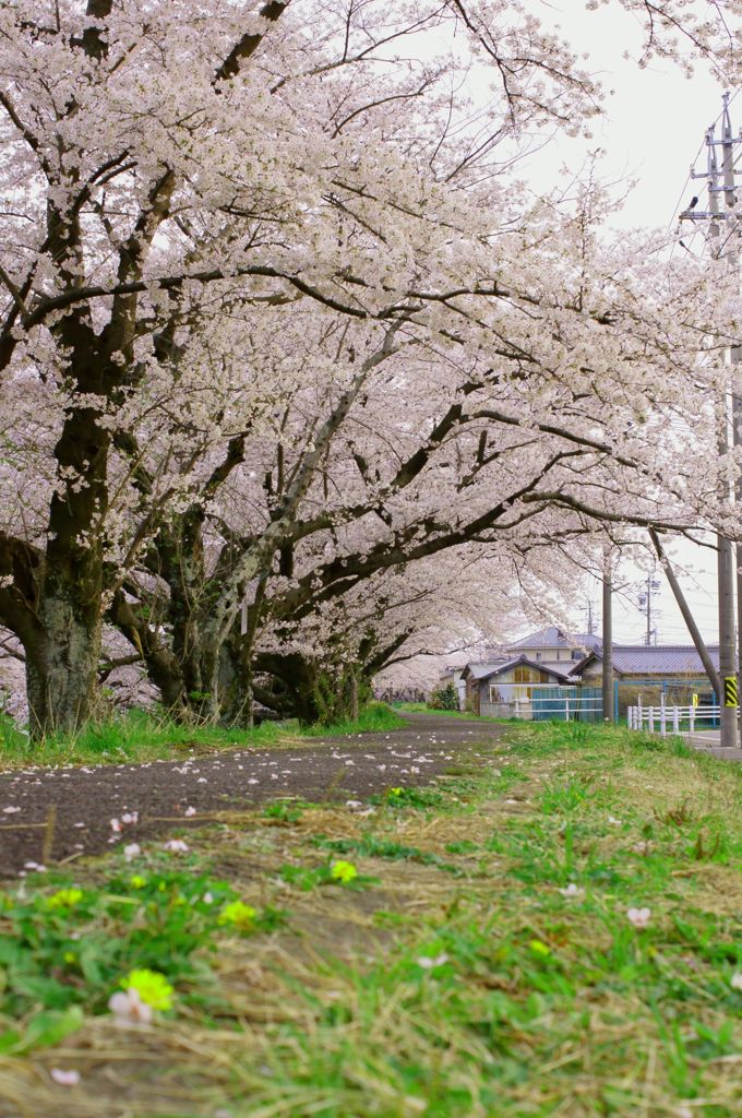 桜の小道