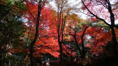 寂光院