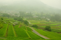 坂折棚田