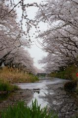 五条川の桜