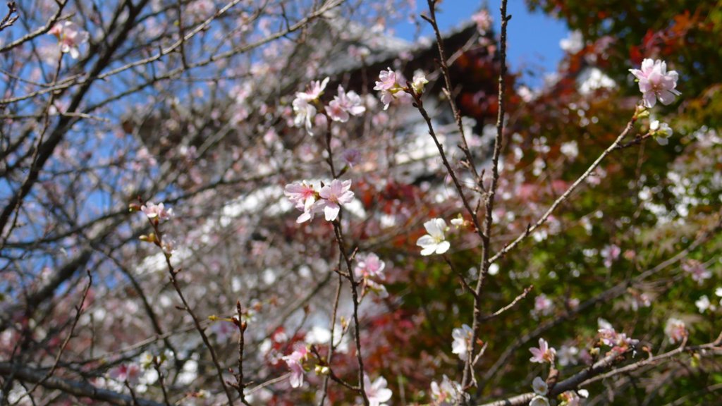桜と紅葉と犬山城