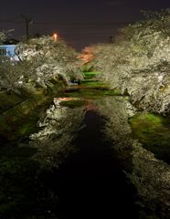 五条川の夜桜