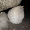 このへこみが好きなの～