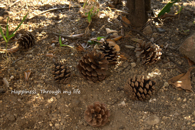 Autumn2012_2