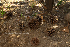 Autumn2012_2