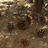 Autumn2012_2