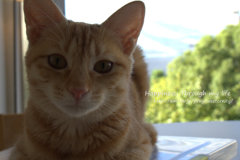 KtheL2012_4