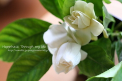 gardener_2