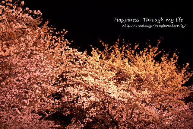 sakuraatnight2013