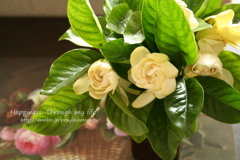 gardener_1