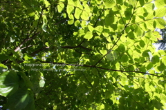 verdure2010