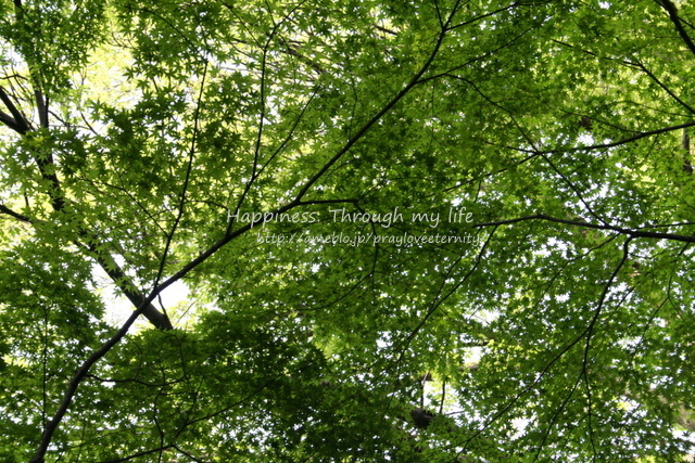 fourseasons2010_2