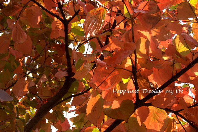 Autumn2012