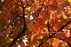 Autumn2012