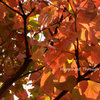 Autumn2012