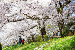 Sakura2015 Ⅰ