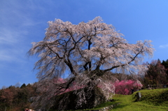 又兵衛桜 2014/04/11