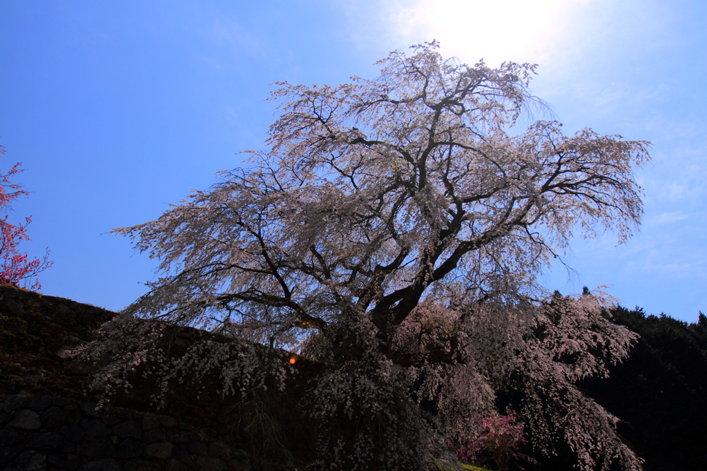 又兵衛桜 2014/04/11
