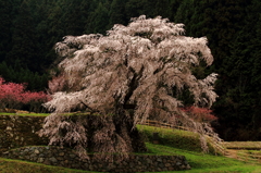 又兵衛桜 2013/04/03