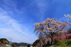 又兵衛桜 2014/04/11