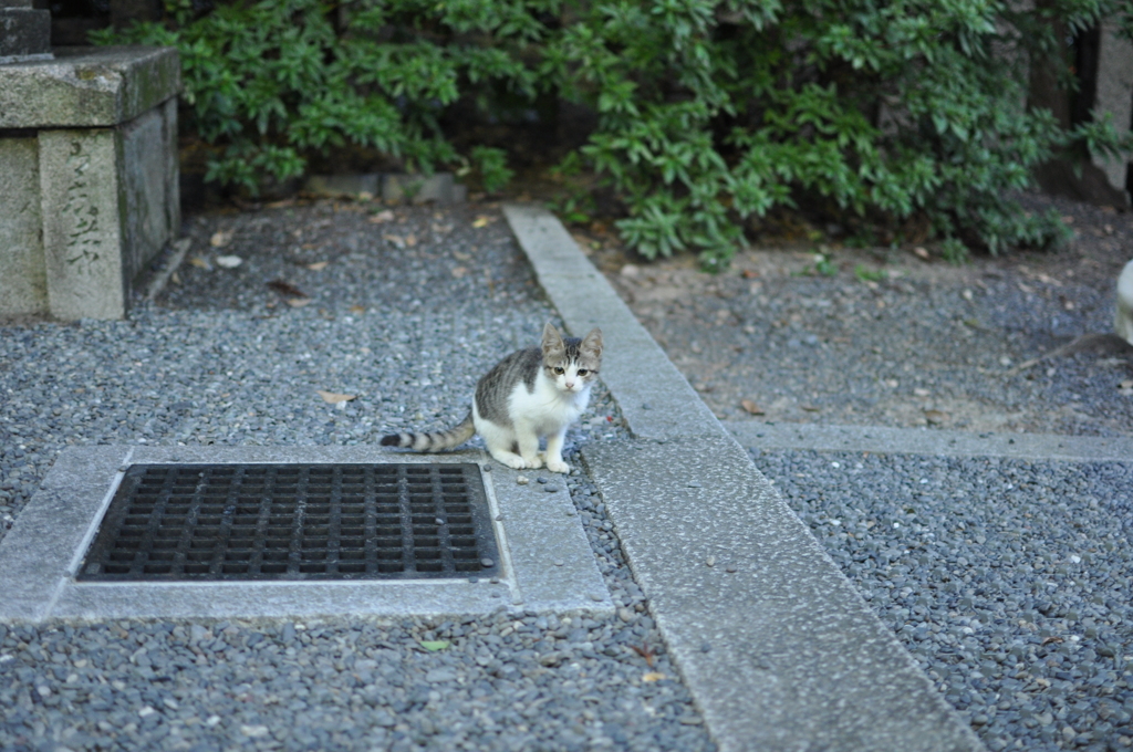 子猫ちゃん