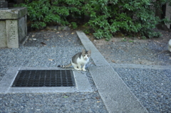 子猫ちゃん