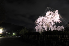 夜桜①