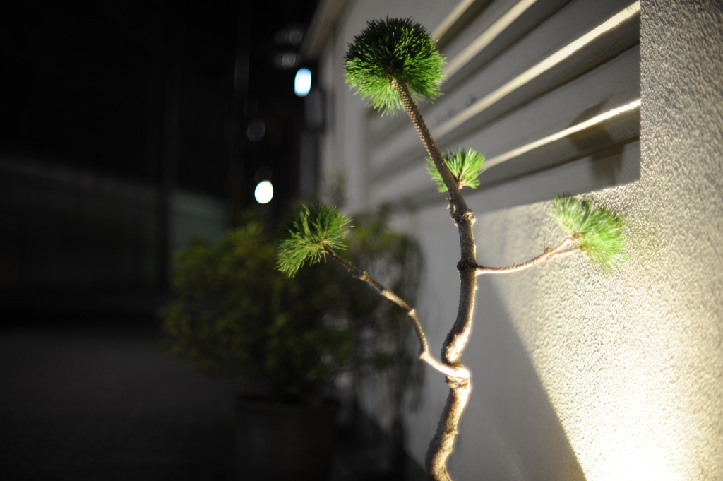 盆栽的な